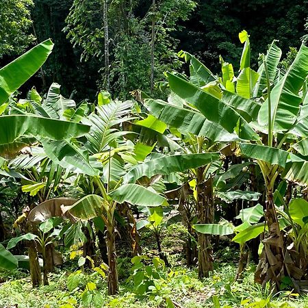 Eden Jungle Lodge Bocas Town Bagian luar foto