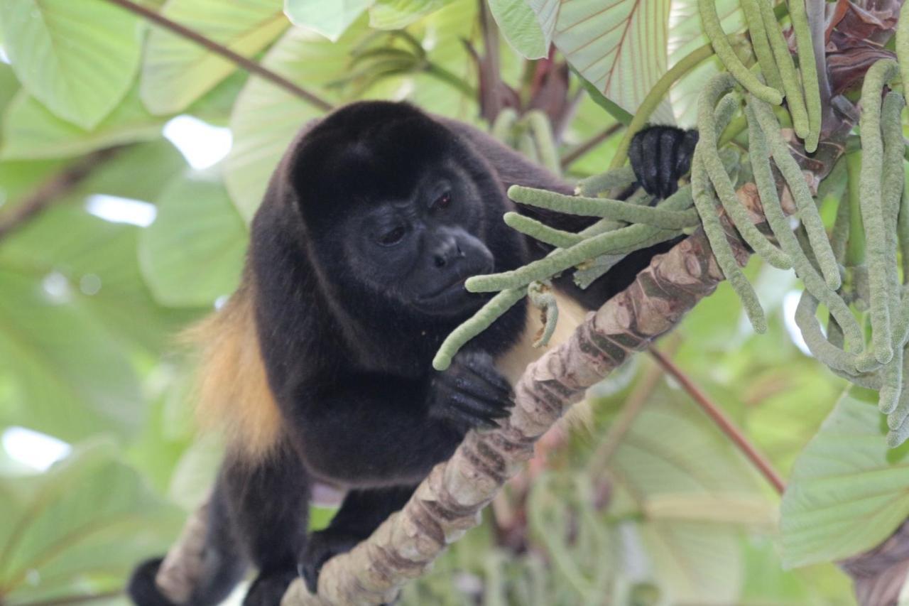 Eden Jungle Lodge Bocas Town Bagian luar foto