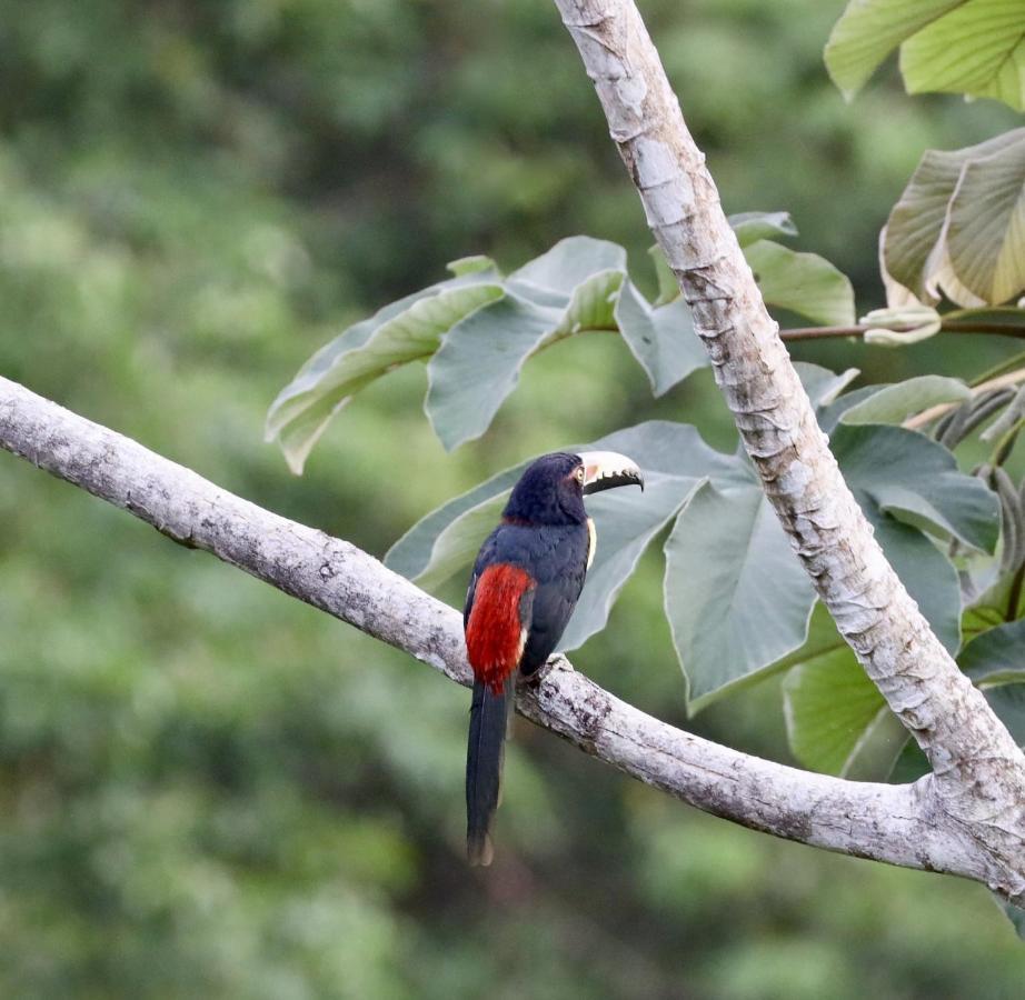 Eden Jungle Lodge Bocas Town Bagian luar foto