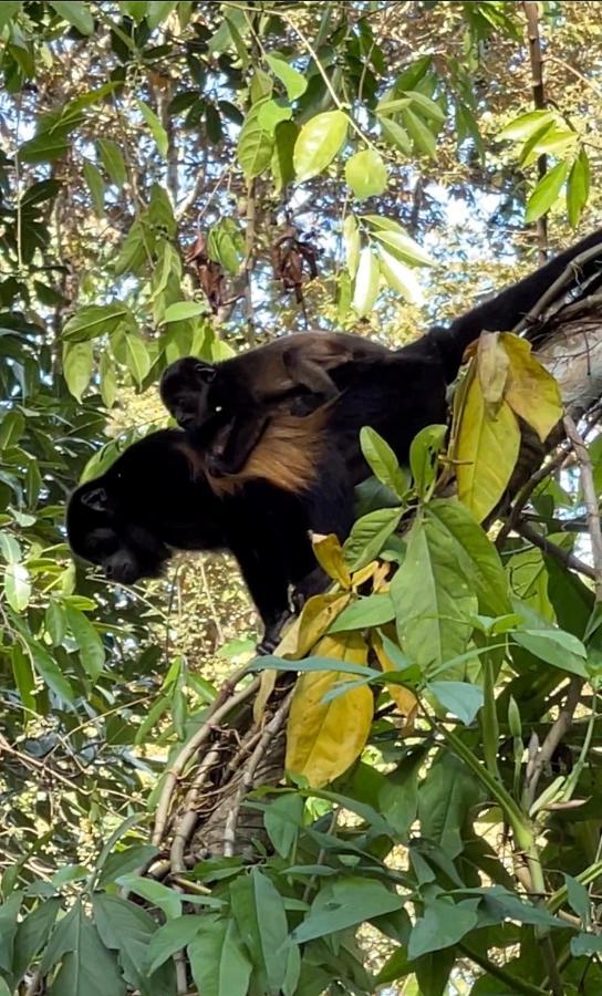 Eden Jungle Lodge Bocas Town Bagian luar foto