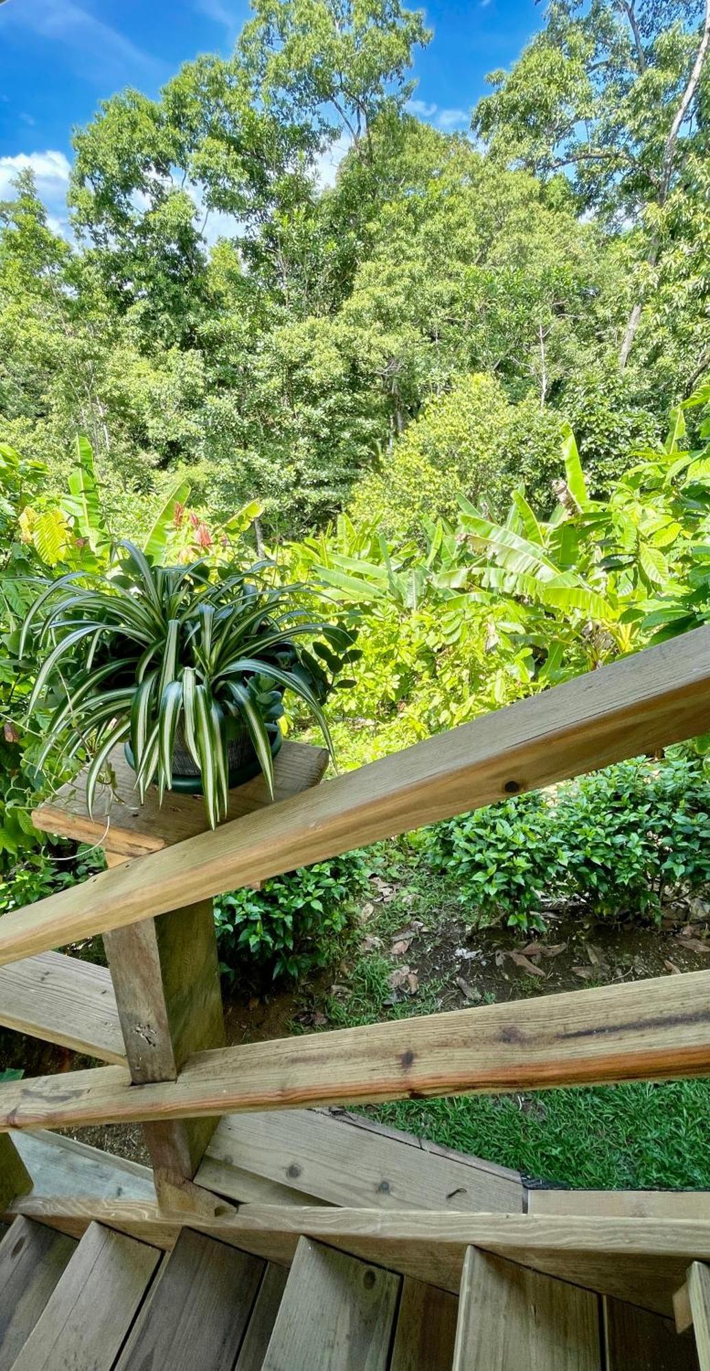 Eden Jungle Lodge Bocas Town Bagian luar foto