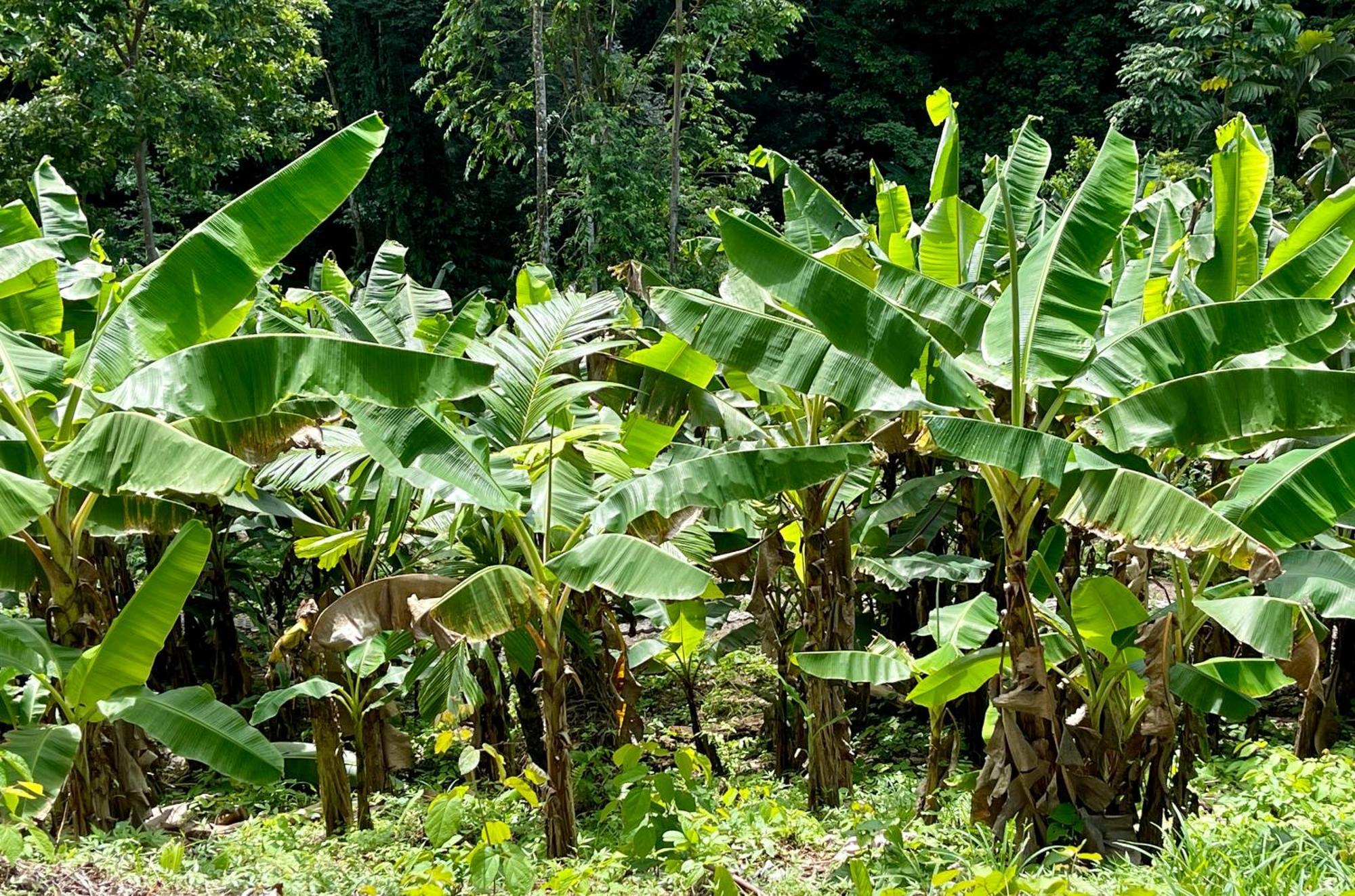 Eden Jungle Lodge Bocas Town Bagian luar foto